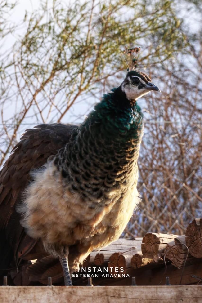 Rio Los Patos Barreal Zewnętrze zdjęcie