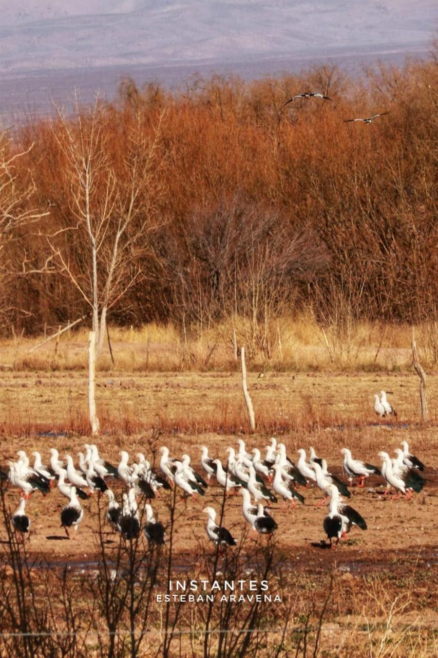 Rio Los Patos Barreal Zewnętrze zdjęcie